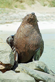 Picture 'Nz2_8_1 Fur Seal, New Zealand Fur Seal, New Zealand, Kaikoura'